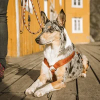 Hurtta-Casual-rope-leash-and-y-harness-cinnamon-scaled_2000x