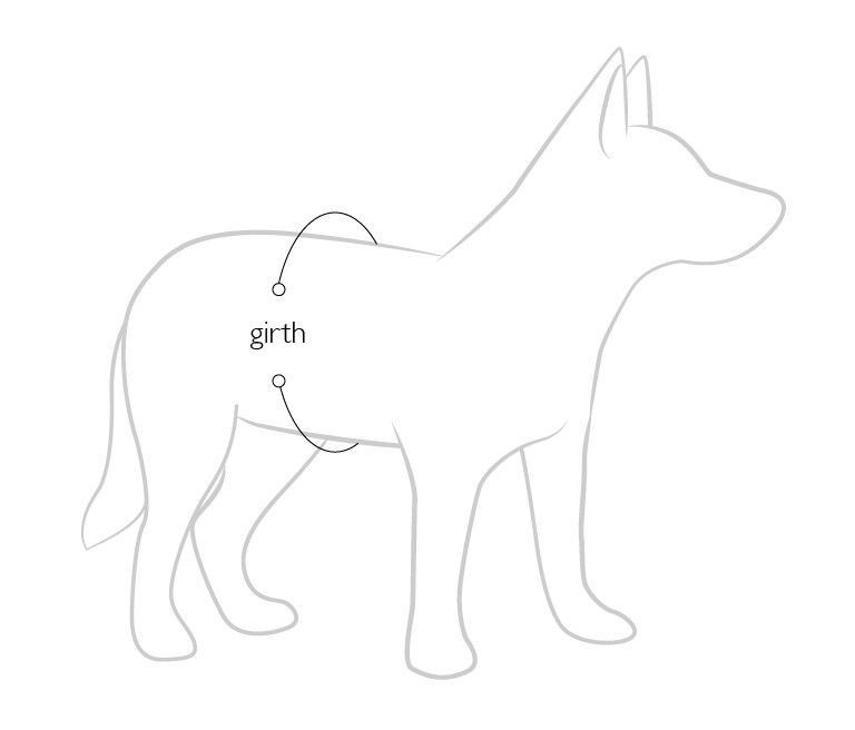 Measuring girth of dog